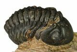 Reedops Trilobite With Nice Eyes - Lghaft , Morocco #164630-2